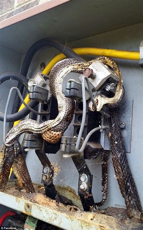 2 snake in the electric box|Workers shocked to find two dead snakes in electrical box.